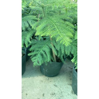 Tùng Bồng Lai Lá Kim Lớn