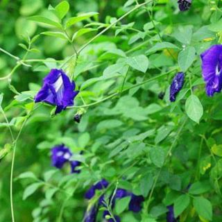 Hạt giống hoa đậu biếc