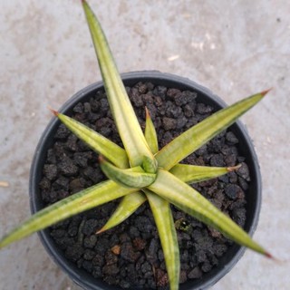 ➩ Sansevieria Francisii Varigata (Mẫu Mới Nhất)