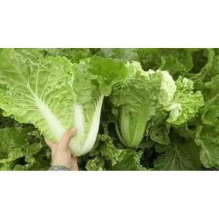 1 lạng hạt giống cải bẹ dúm