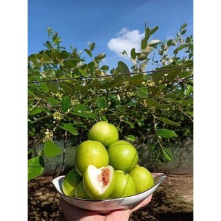 cây giống táo thái ròn