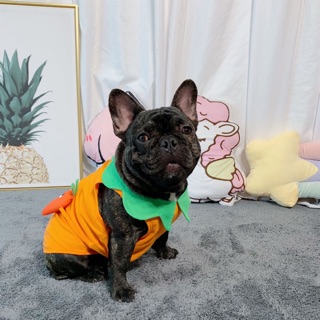 ÁO THUN BA LỖ 🥑🥕 CHO THÚ CƯNG (có form pug, bull, corgi) - tặng kèm túi (quần áo thú cưng)