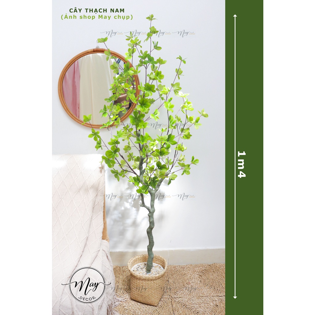 Cây giả cao cấp Oliu, Táo, Thạch Nam