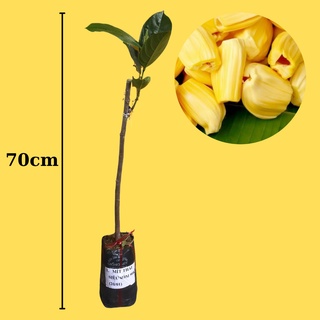 Combo 2 Cây giống Mít Thái Siêu Sớm