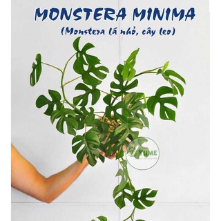 Cây Philodendron Minima - Rhaphidophora Tetrasperma - Monstera minima-Trầu bà Piccolo.LK07-Cây lá kiểng, cây indoor