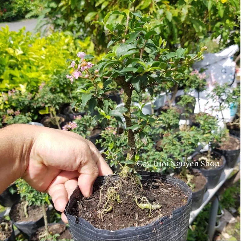 CÂY HỒNG NGỌC MAI BONSAI  ,, bonsai tiểu cảnh, dễ trồng GIÁ RẺ, lọc không khí, Cây Tươi Nguyên