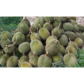 Sầu riêng chuồng bò – giống sầu nổi tiếng nhất miền nam