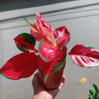 Vạn Lộc Đỏ