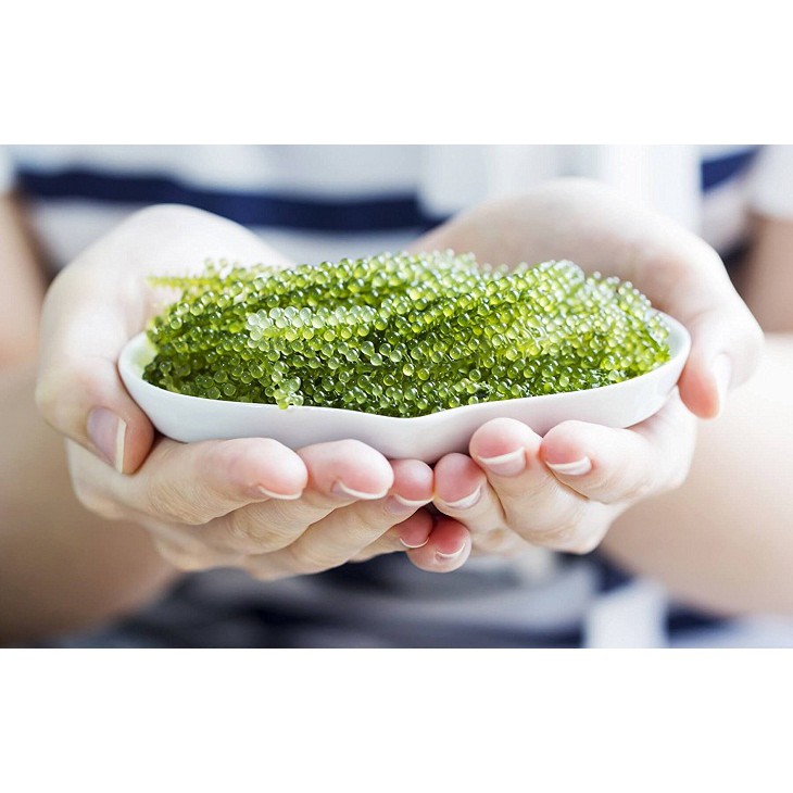 Rong Nho Tách Nước Nhật Bản Cao Cấp Hogi | BigBuy360 - bigbuy360.vn