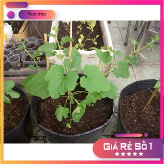 HẠT GIỐNG DƯA LƯỚI VÀNG - 10 HẠT LUCKY.VN