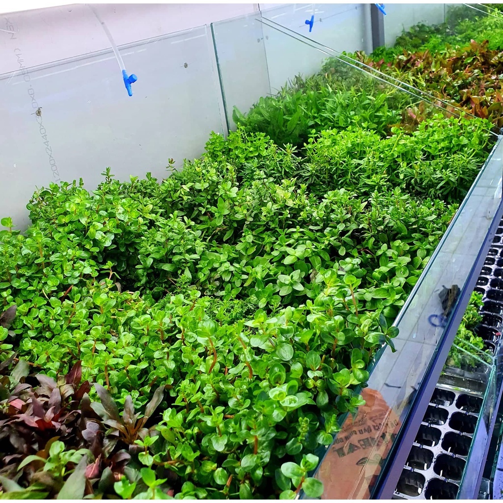 Cây Thủy Sinh Cắt Cắm  Không Cần Co2 Giá cực Rẻ và nhiều