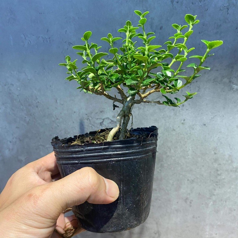 Bonsai Mini - Sam Hương