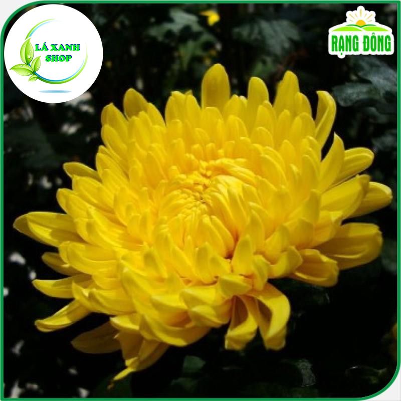 Hạt giống Hoa Cúc Vàng Đại Đóa Dễ Trồng, Thân Cao 70-90cm Trồng Chậu (gói 0,1 gram) - Hạt giống Rạng Đông