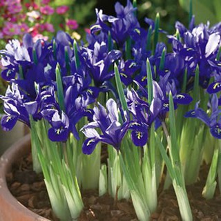 Củ Hoa Diên Vĩ Iris