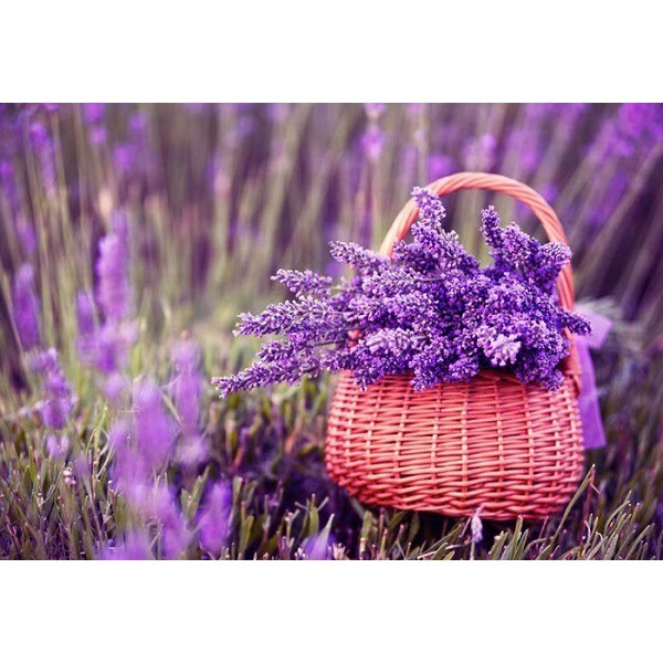 🌟HẠT GIỐNG HOA OẢI HƯƠNG🌟 HOA LAVENDER