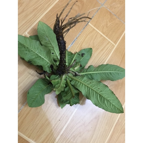 1kg Cây Chỉ Thiên (cây thổi lửa) Tươi_Khô