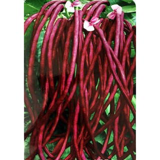Hạt Giống Đậu Đũa Ngồi Đỏ (15Gr) - [MUA 3 TẶNG 1 CÙNG LOẠI] - Dinh Dưỡng , Năng Suất Cao