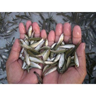 Mắm cá linh con chuẩn Châu Đốc 500gr