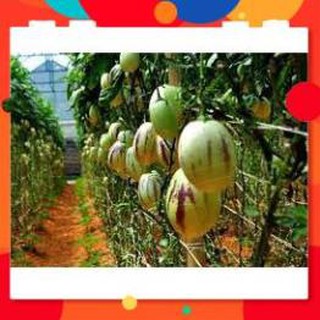 HẠT GIỐNG DƯA HẤU PEPINO GÓI 5 HẠT