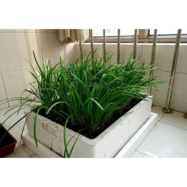 HẠT GIỐNG HẸ CAO SẢN NHẬT BẢN (2,5 GR) DINH DƯỠNG NĂNG XUẤT CAO
