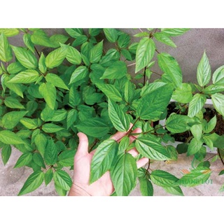 Hạt giống Rau Đay đỏ (10 gram)