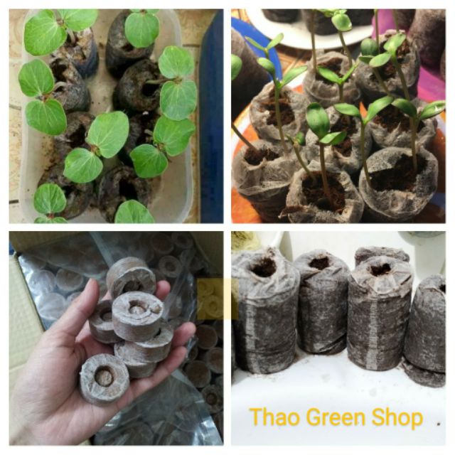 10 Viên Nén Ươm Hạt - Size to 60 mm