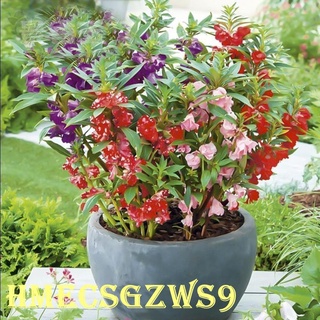 HẠT GIỐNG HOA BÓNG NƯỚC KÉP NHIỀU MẦU ĐỄ TRỒNG HOA QUANH NĂM 50H