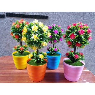 Chậu hoa cẩm tú cầu