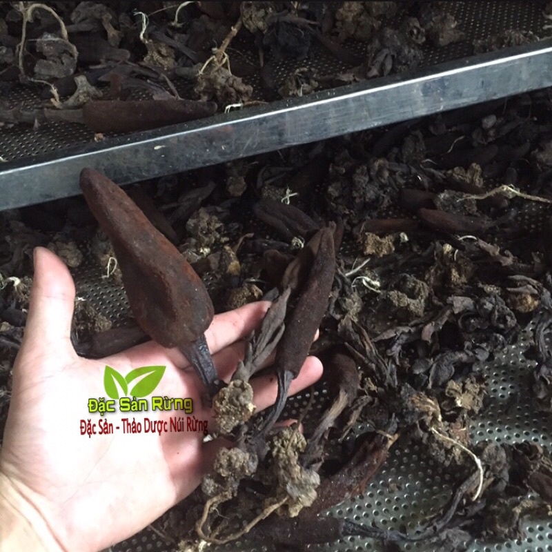 Nấm Ngọc Cẩu Rừng Khô  - Ngâm Rư-ợu B_ổ Thận