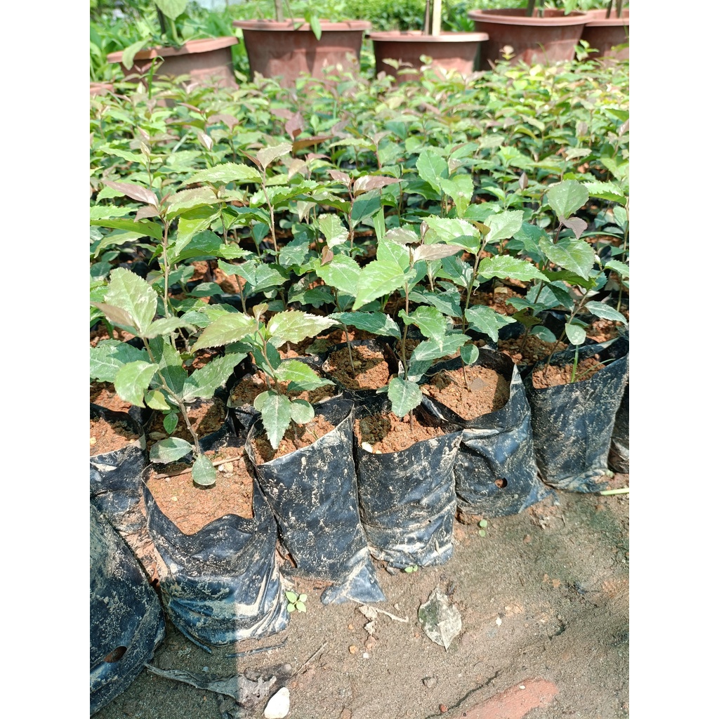Cây giống mận quân