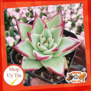 Sen đá hỏa đế viền đỏ 🔥 XỨ NÓNG, ĐÃ THUẦN KHÍ HẬU, KHOẺ ĐẸP 🍏 |FREESHIP| 🍏 LỖI 1 ĐỔI 1
