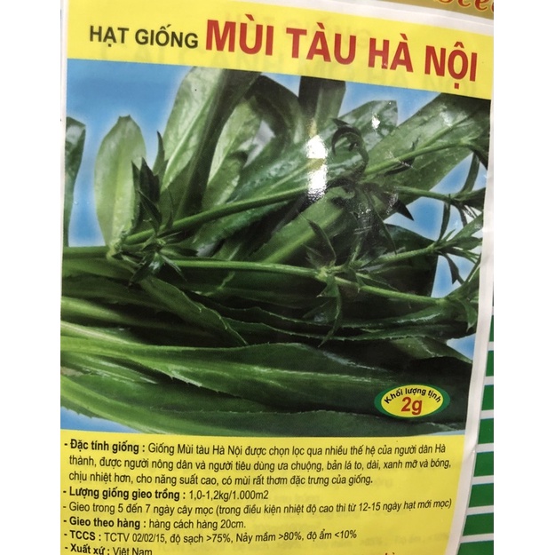 Hạt giống ngò gai (mùi tàu)