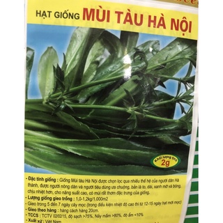 Hạt giống ngò gai