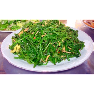 Cây rau dớn giống, cây khỏe thuần