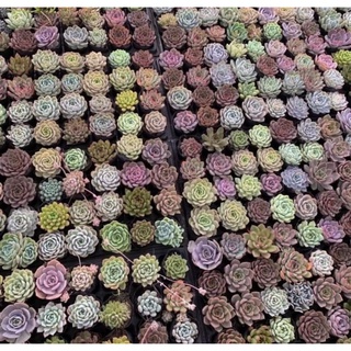 Sen đá size bầu chọn mẫu (50 loại)