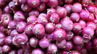 Chuyên sỉ Hành tím InĐô