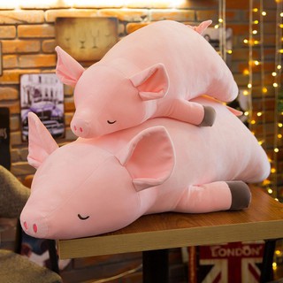 Gấu bông gối ôm lợn bông cute size 50cm - gấu bông quà tặng