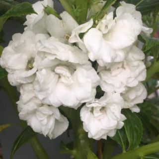 Hoa bóng nước