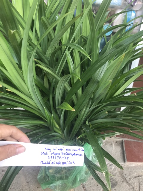 Cây lá nếp