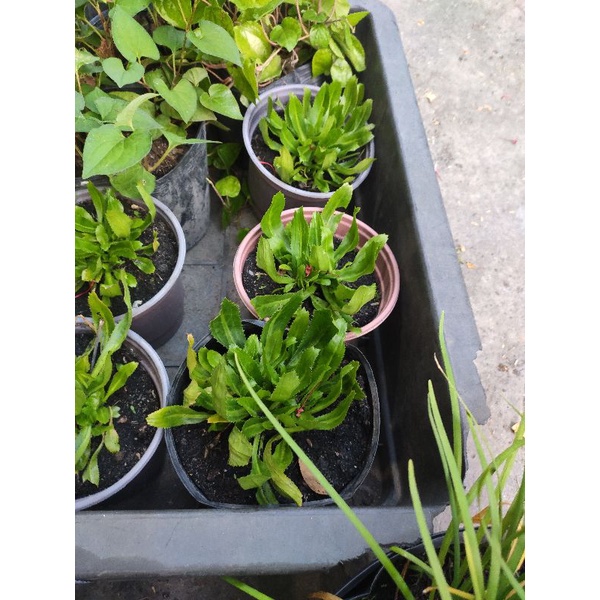 cây ngò gai cây mùi tàu rau gia vị, loại mềm thơm, dễ nảy cây con (eryngium foetidum)