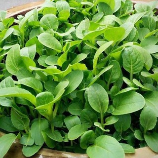 Hạt giống cải ngọt ăn non { gói 10gram }