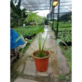 bách thủy tiên kép gòn