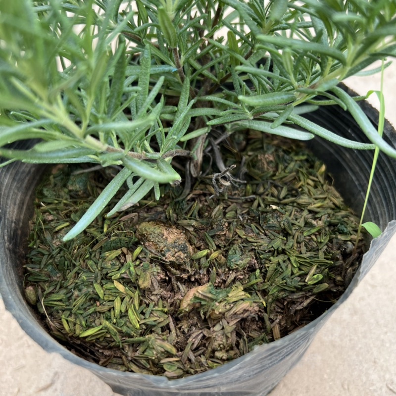 Bịch cây hương thảo để bàn cỡ nhỏ, cây tỏa hương thơm dịu nhẹ giúp đuổi muỗi và trang trí nội thất