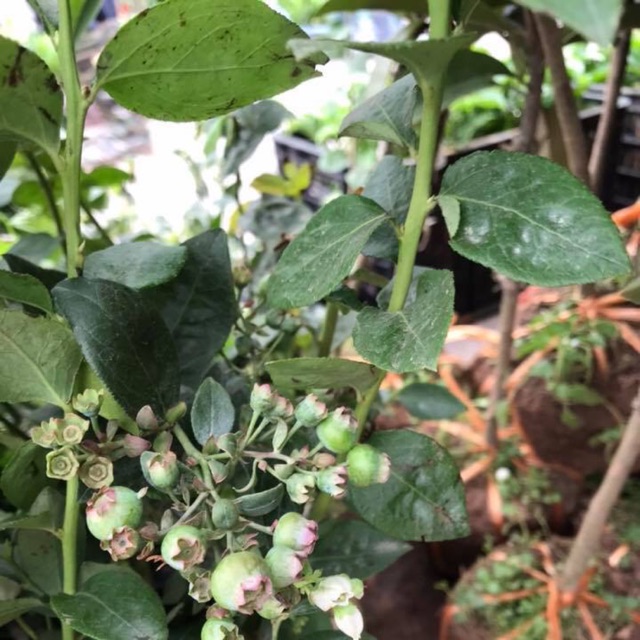 Việt quất tứ quý