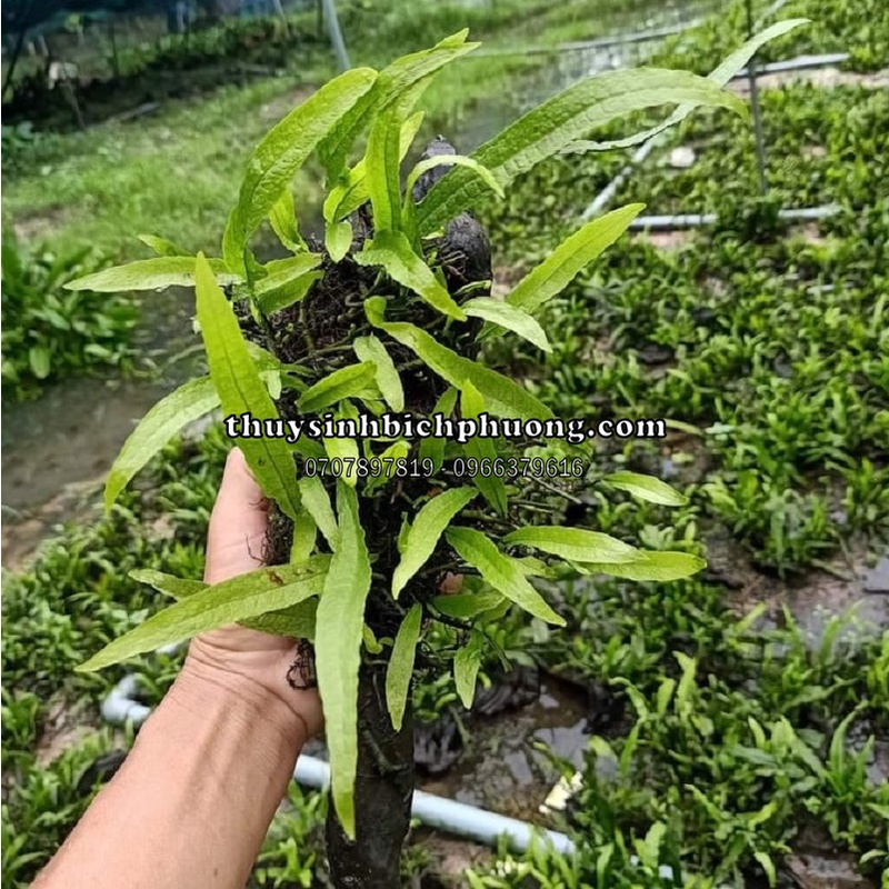 DƯỠNG XỈ JAVA BÁM LŨA TỰ NHIÊN - THIẾT KẾ BỐ CỤC THỦY SINH ĐƠN GIẢN DỄ SỐNG
