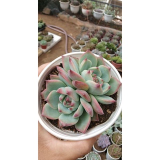 Sen đá Bánh bao lửa size trung