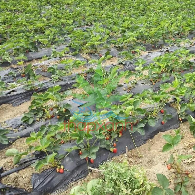 Cuộn 1000m Dây tưới nhỏ giọt 1602.20.2L, Băng nhỏ giọt bù áp Dây bẹt PE, Mắt 20 cm, Dày 0.2 mm