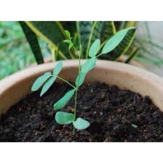 Cây giống hoa đậu biếc