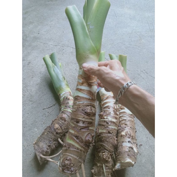 Cây ráy voi mua 3 tặng 1 , mua 5 tặng 2
