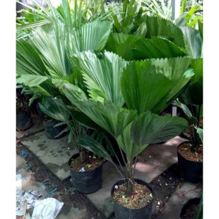 Cây Kè Nhật